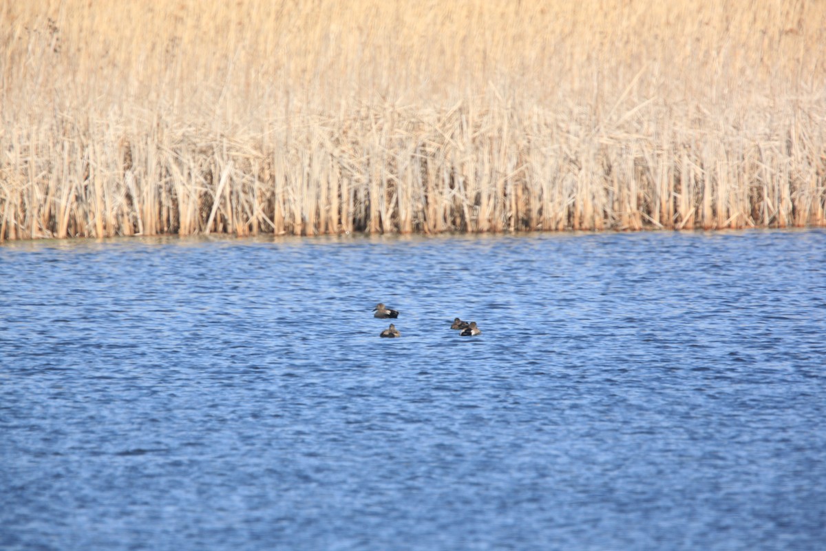 snadderand - ML654592120