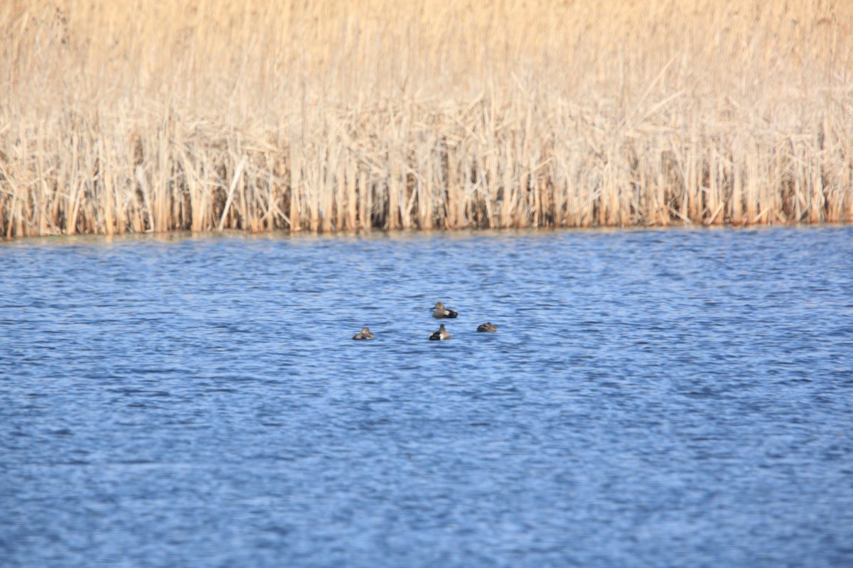 snadderand - ML654592121