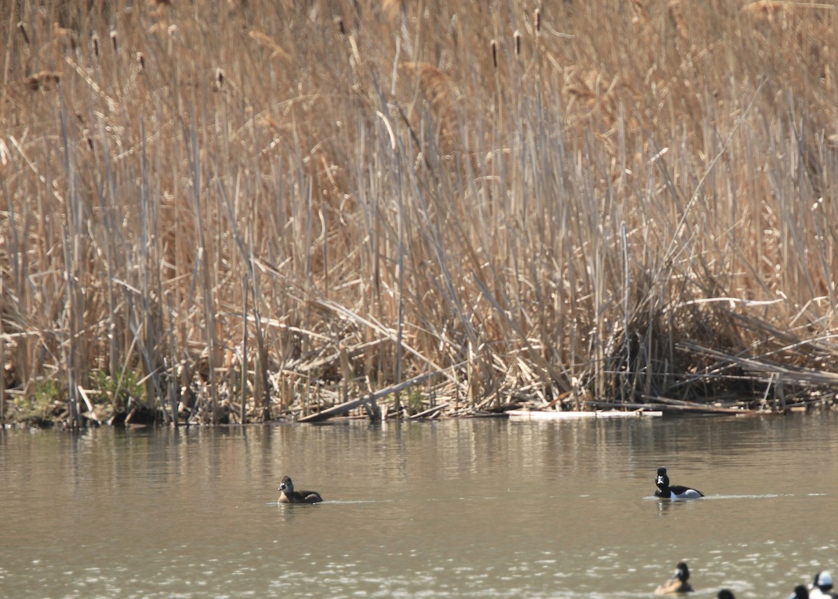 ringand - ML654592152