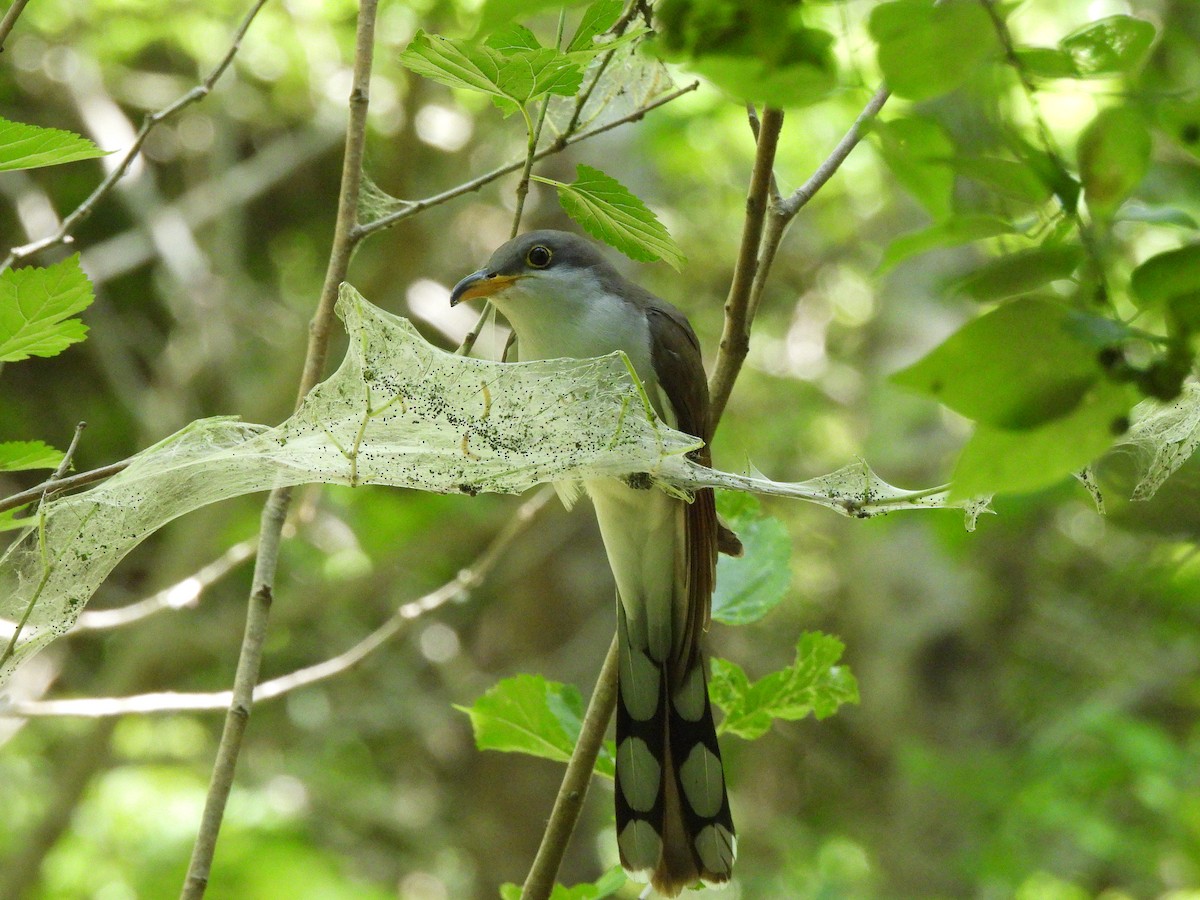 Yellow-billed Cuckoo - ML654592171