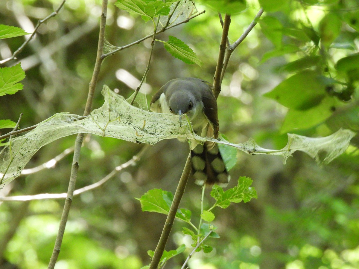 Yellow-billed Cuckoo - ML654592172