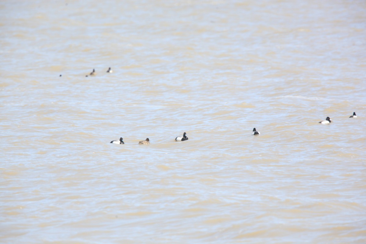 purpurhodeand - ML654592181