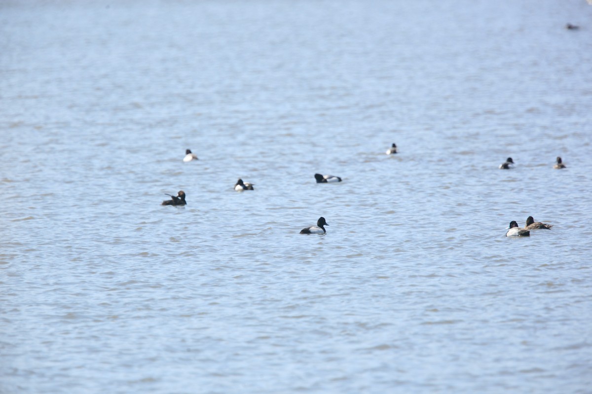 purpurhodeand - ML654592182