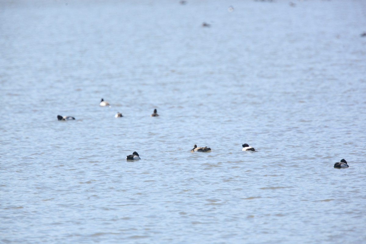 purpurhodeand - ML654592183