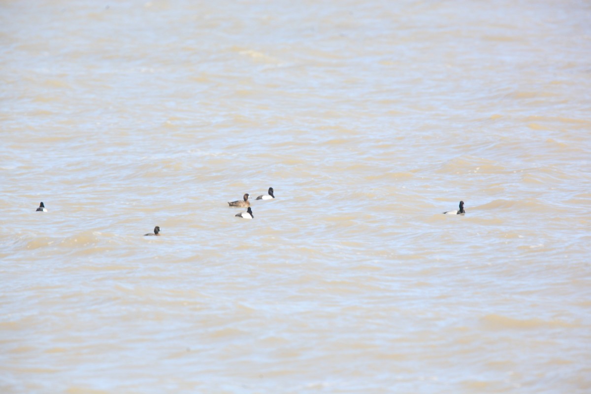 purpurhodeand - ML654592184