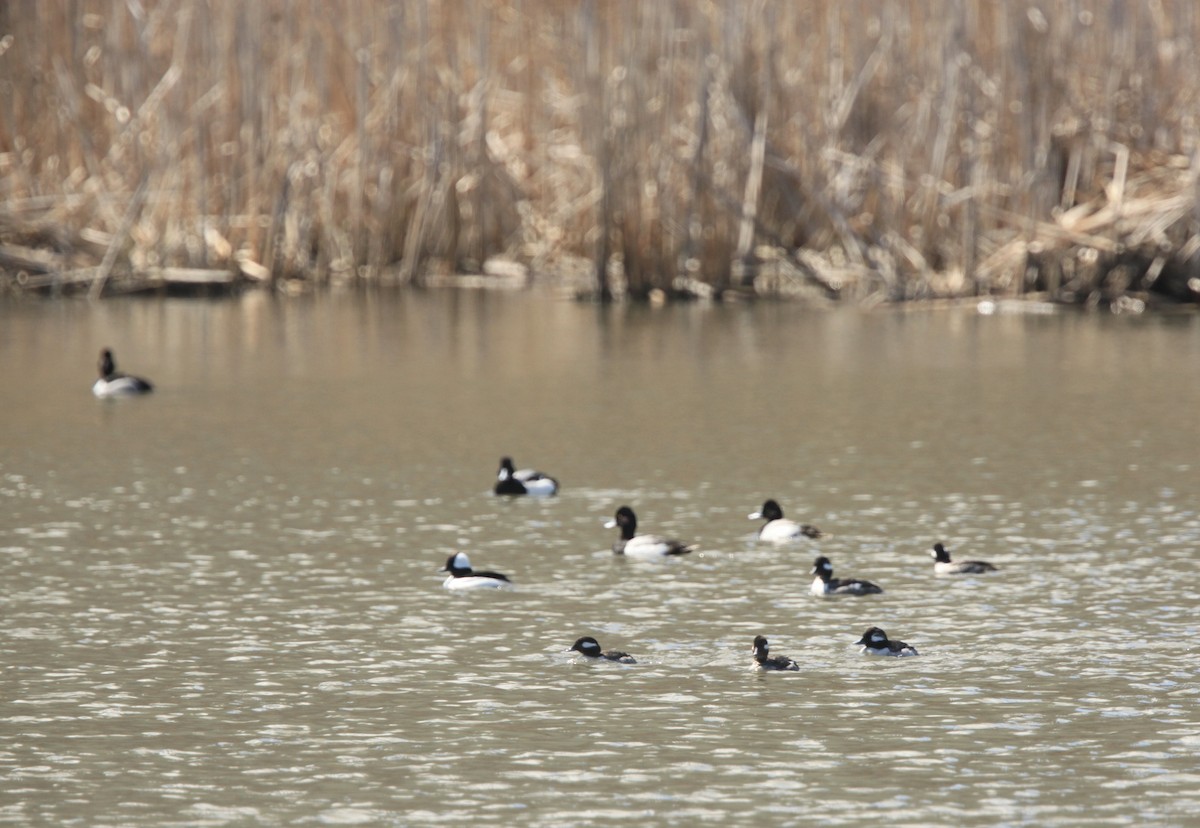 bøffeland - ML654592201