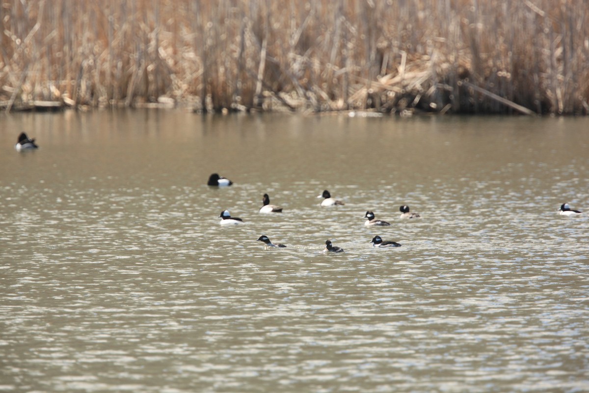 bøffeland - ML654592202