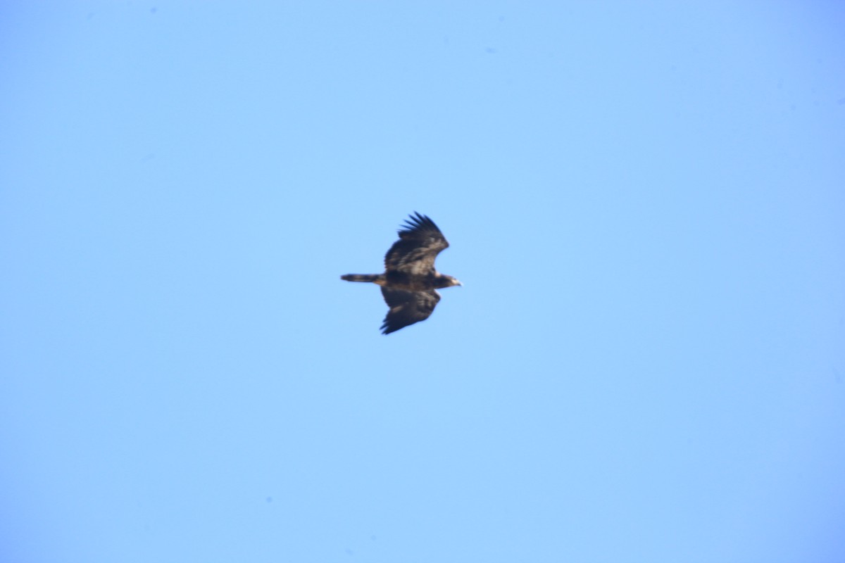 hvithodehavørn - ML654592226