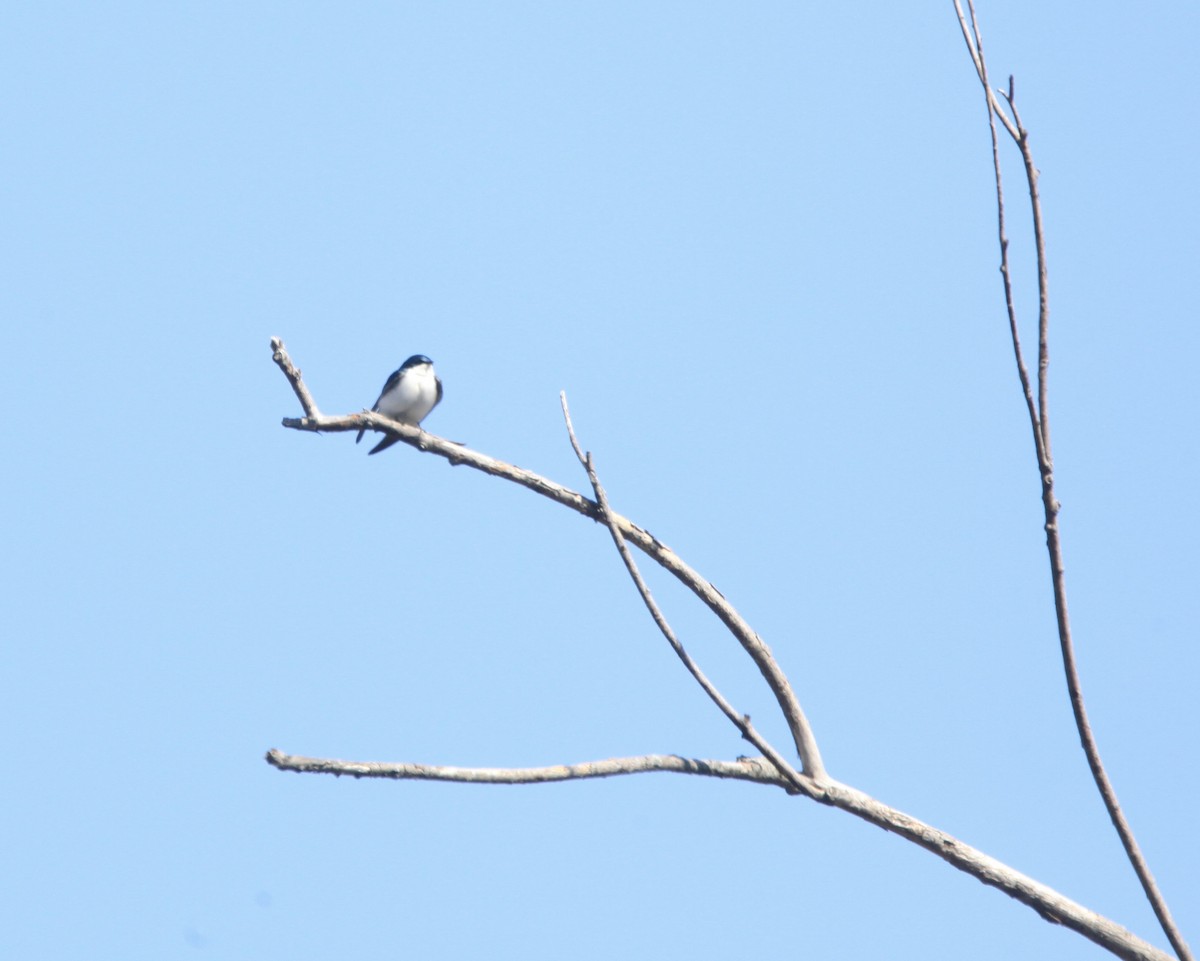 tresvale - ML654592259