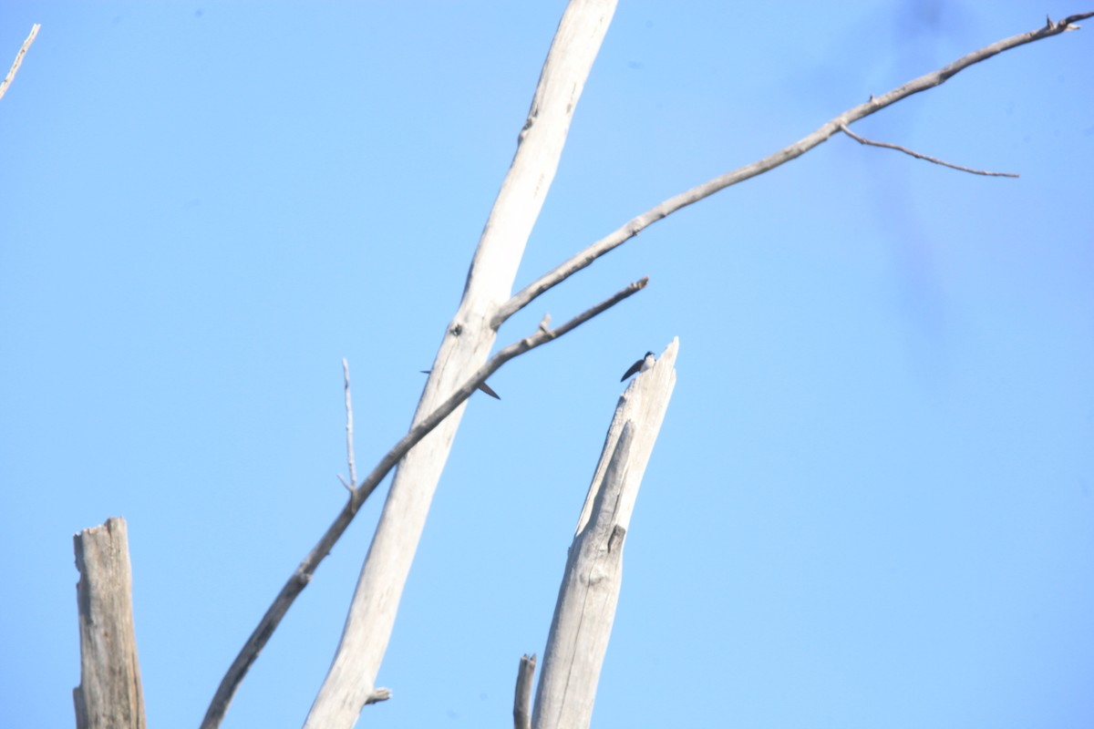 vlaštovka stromová - ML654592260