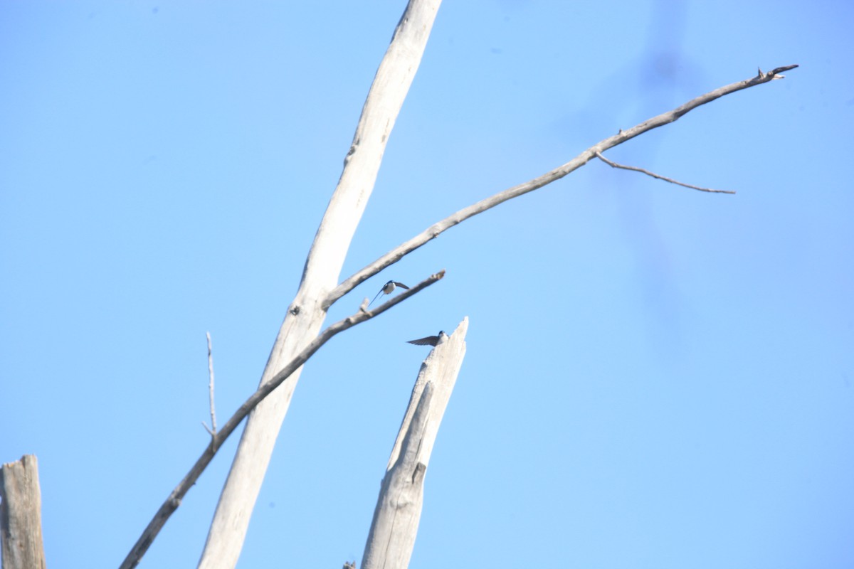 vlaštovka stromová - ML654592261