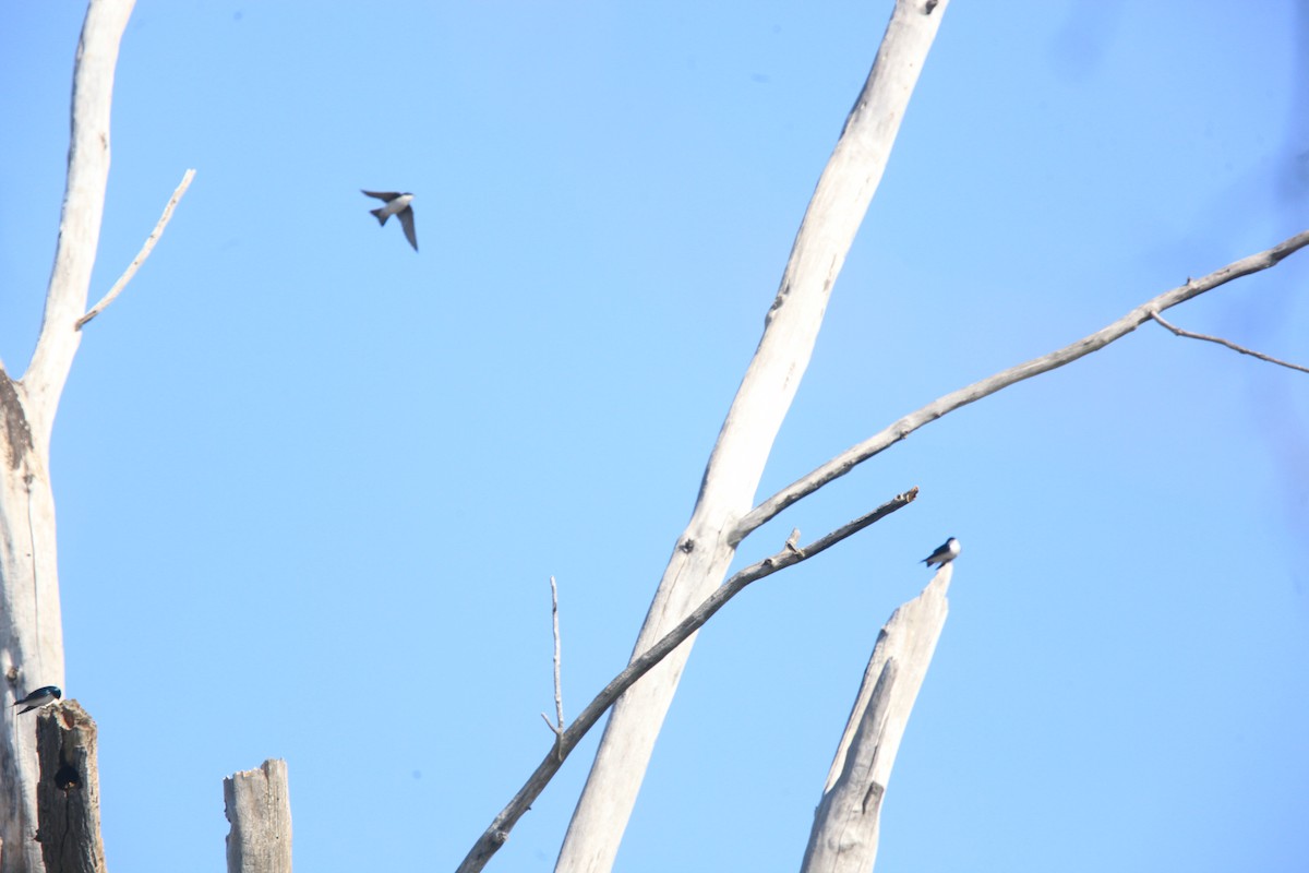 vlaštovka stromová - ML654592262