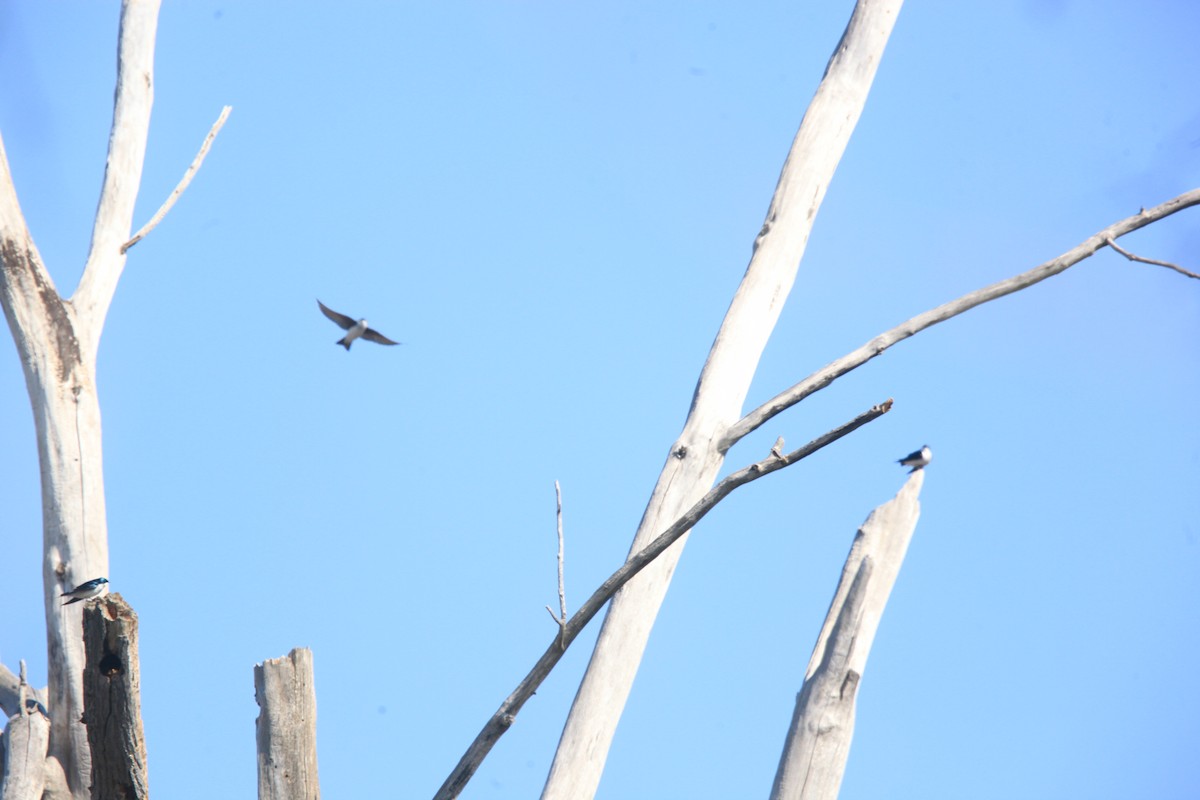 vlaštovka stromová - ML654592263