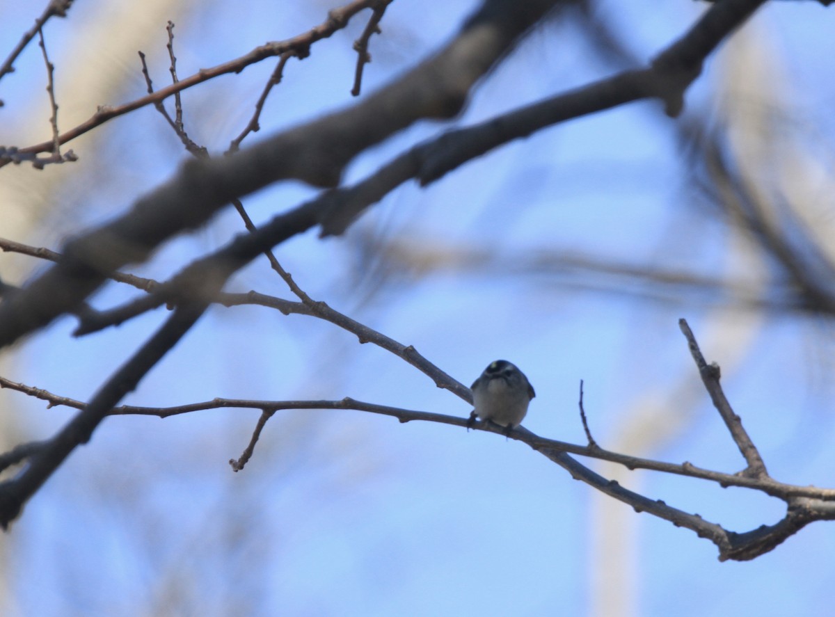 králíček zlatohlavý - ML654592287