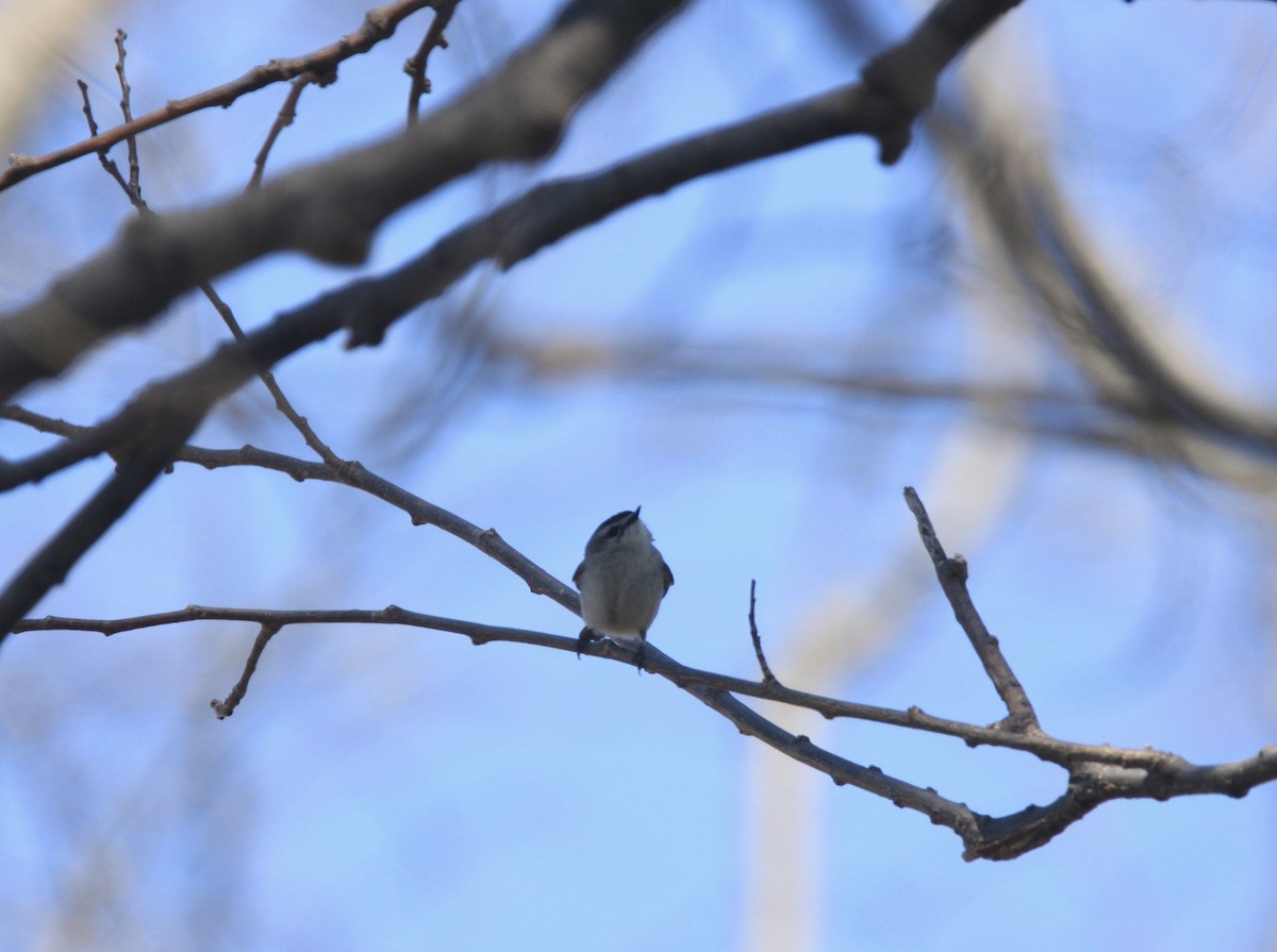 králíček zlatohlavý - ML654592288