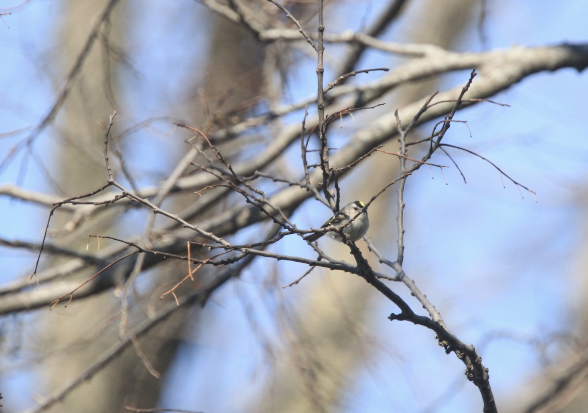 králíček zlatohlavý - ML654592289