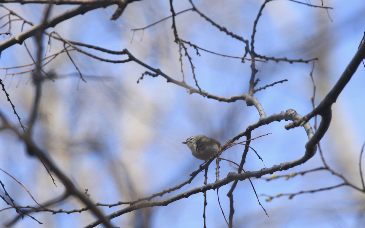 králíček zlatohlavý - ML654592290