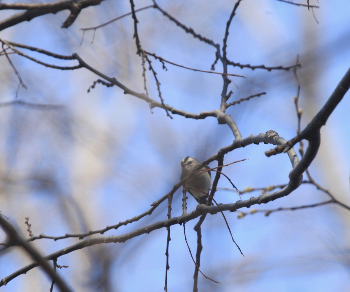 králíček zlatohlavý - ML654592291