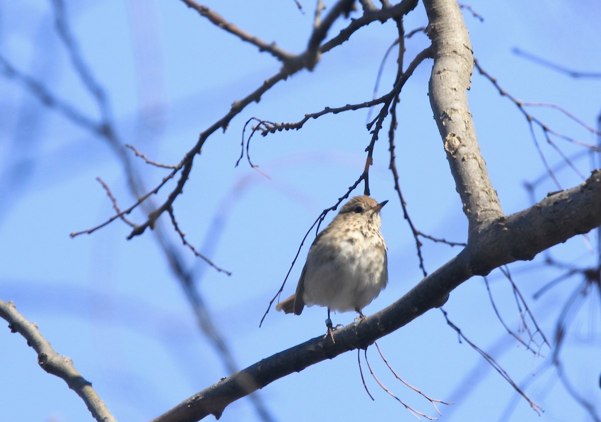 drozd rezavoocasý - ML654592336