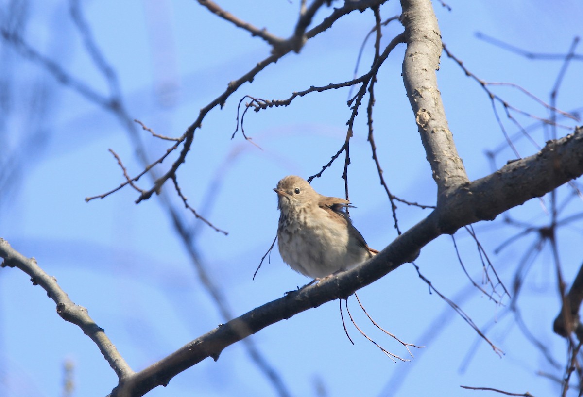 drozd rezavoocasý - ML654592337