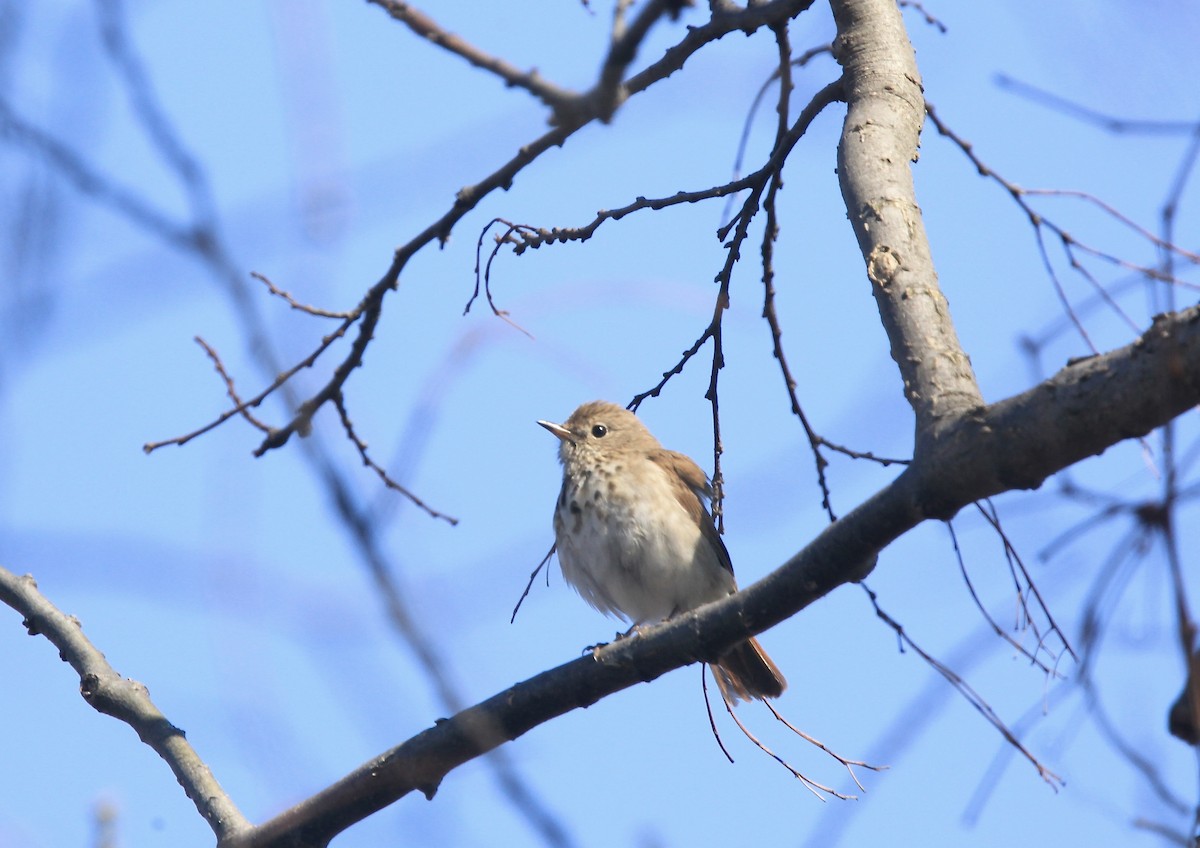 drozd rezavoocasý - ML654592338