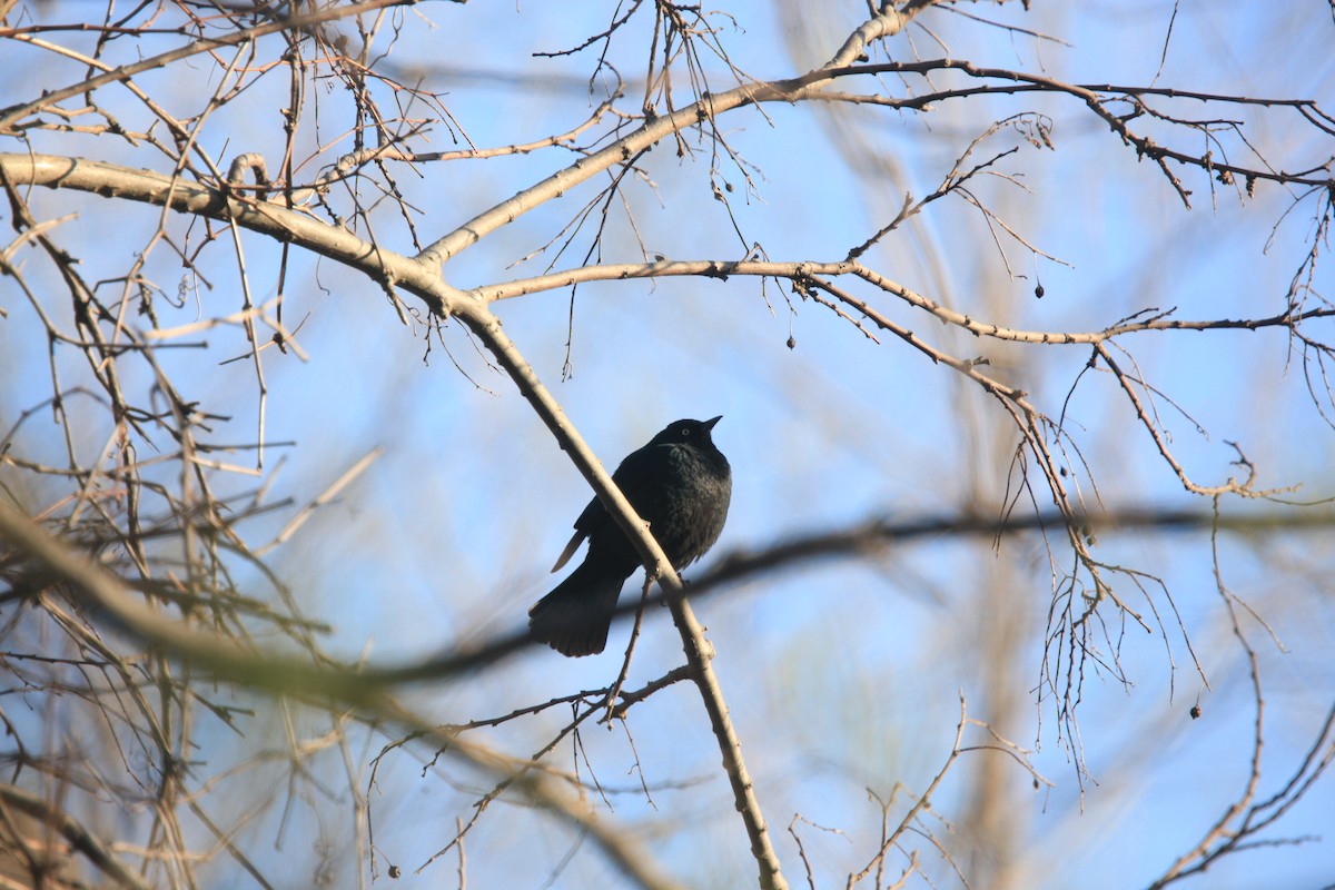 Rusty Blackbird - ML654592384