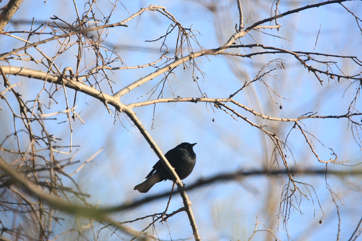 Rusty Blackbird - ML654592385