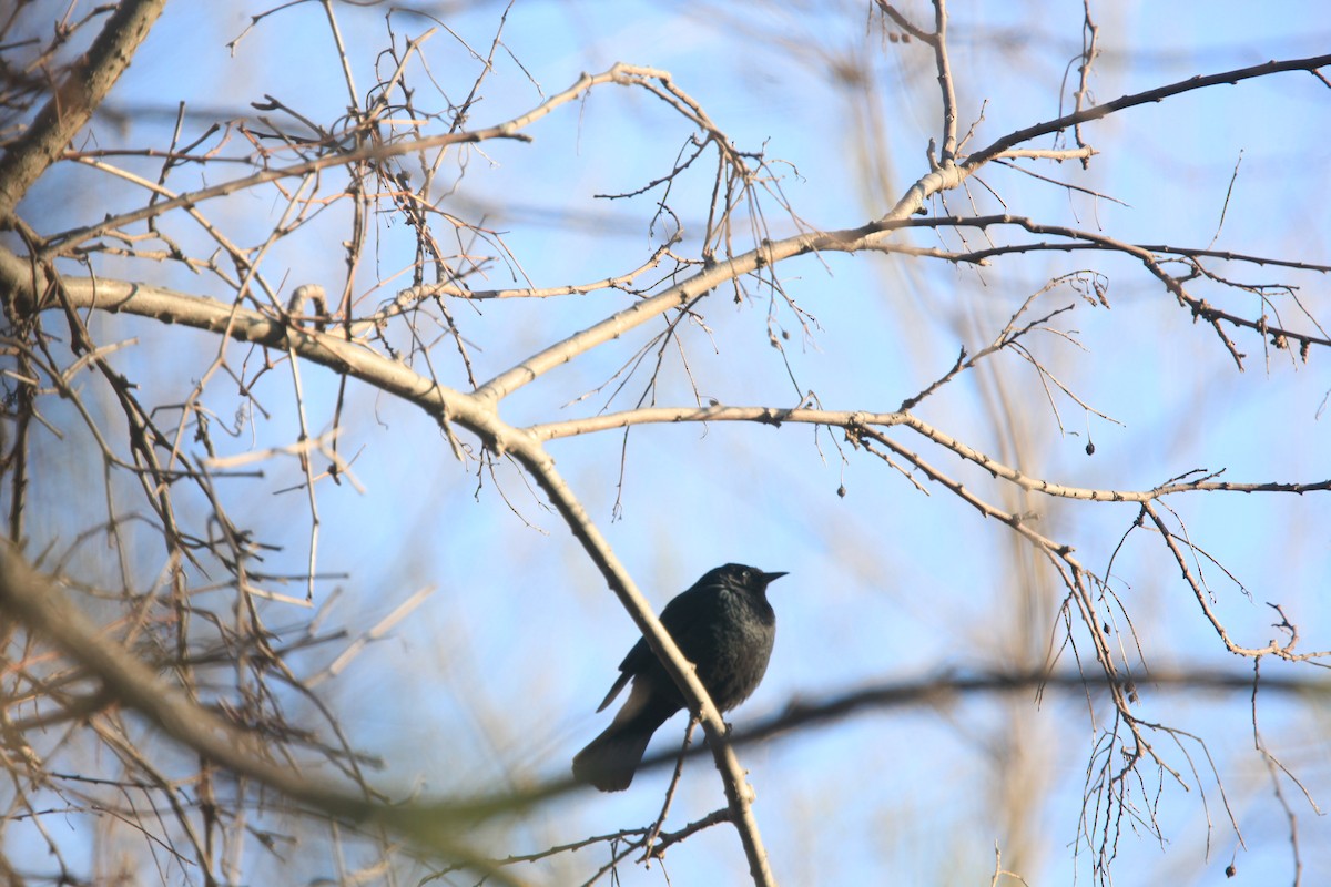 Rusty Blackbird - ML654592386
