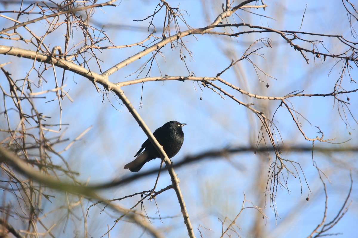 Rusty Blackbird - ML654592387