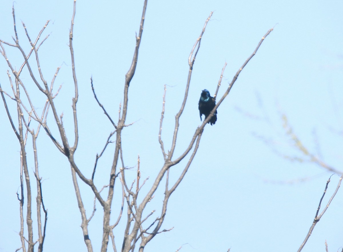 vlhovec lesklý - ML654592421