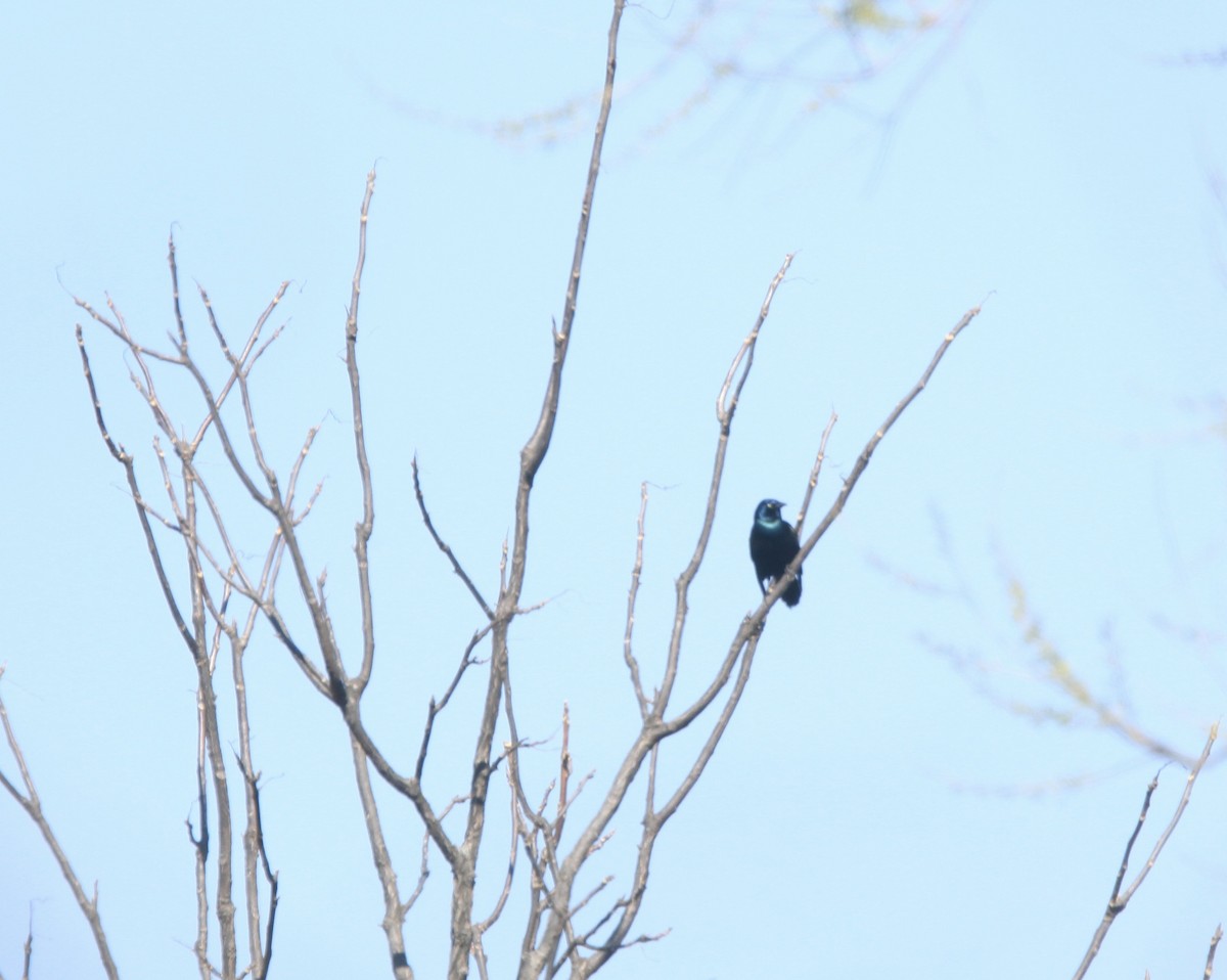 vlhovec lesklý - ML654592422