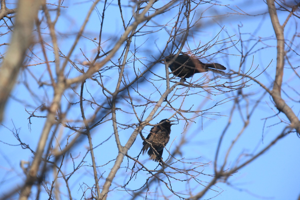 vlhovec lesklý - ML654592423