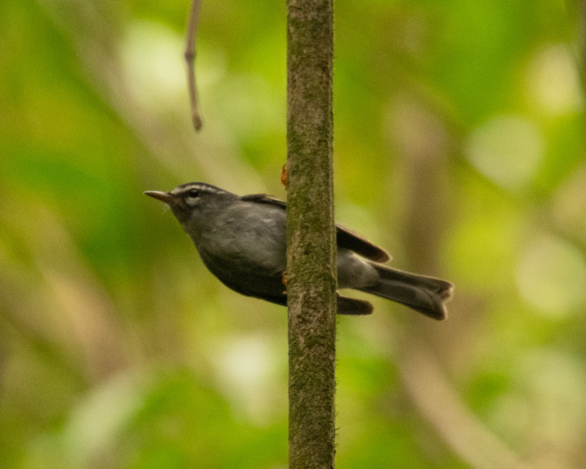 Paruline caféiette - ML654593465