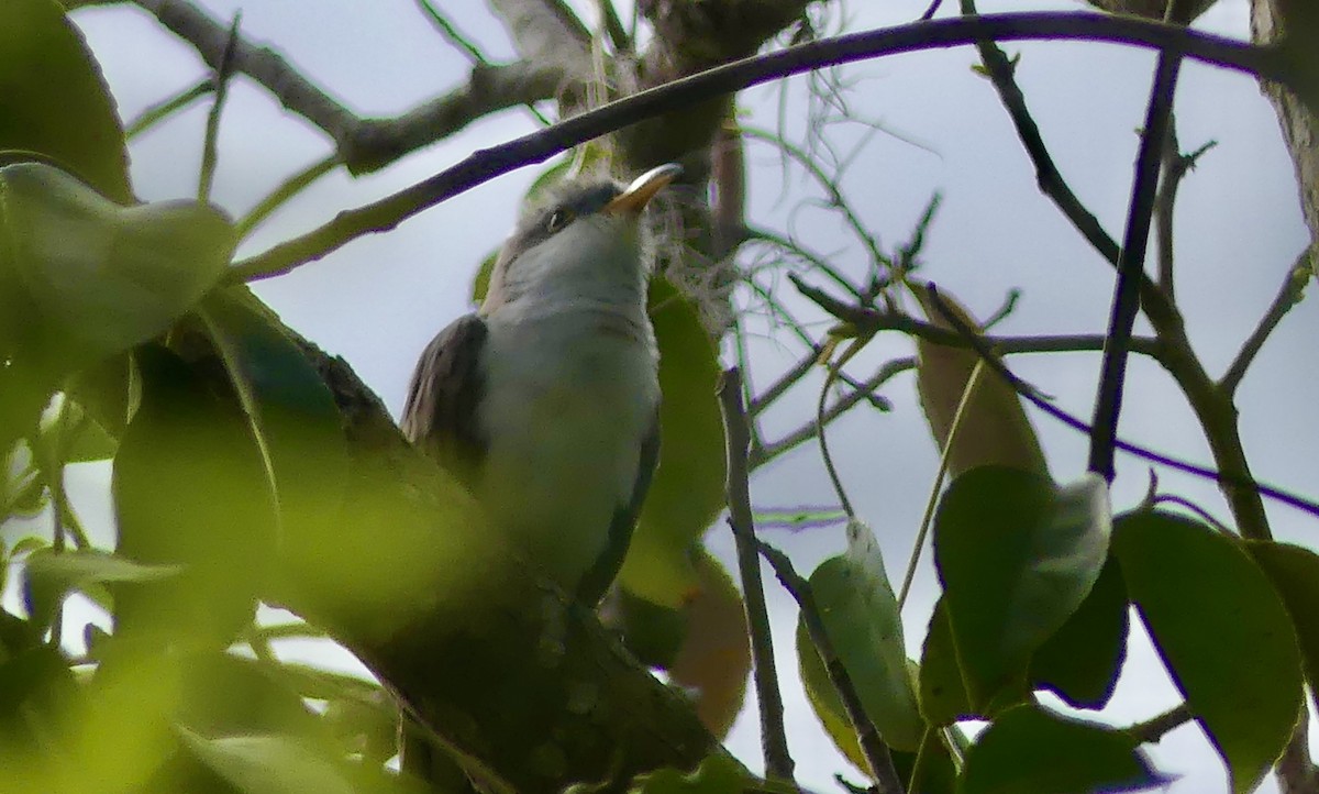 Yellow-billed Cuckoo - ML654595170