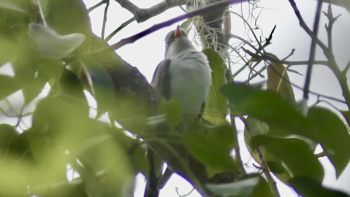 Yellow-billed Cuckoo - ML654595171