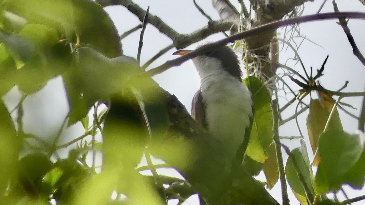 Yellow-billed Cuckoo - ML654595172