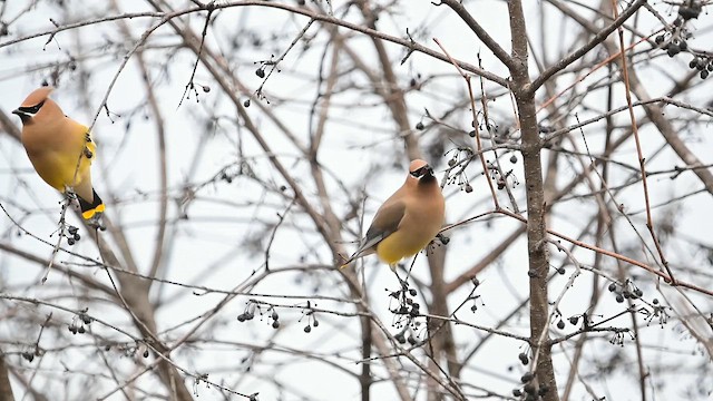 Cedar Waxwing - ML654595421