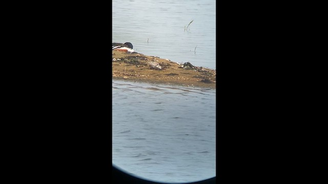 Sanderling - ML654596072