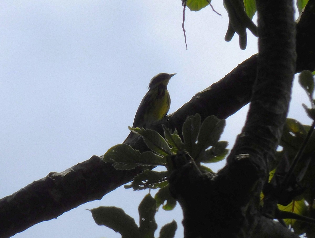 Magnolia Warbler - ML654596641