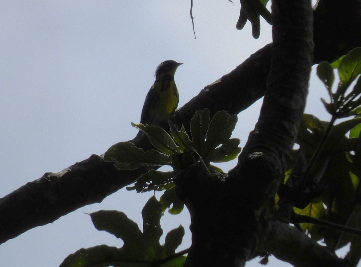 Magnolia Warbler - ML654596642