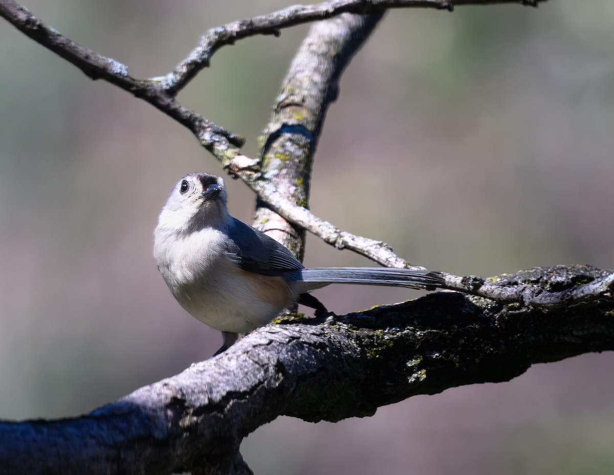 Tufted Titmouse - ML654597770