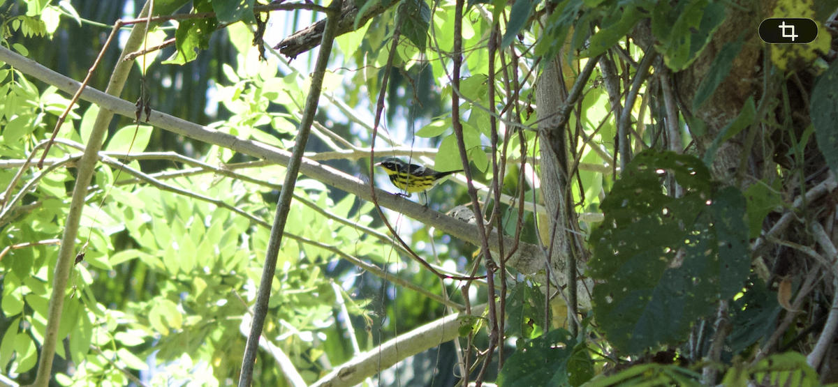 Magnolia Warbler - ML654598035