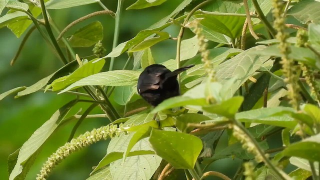 Variable Seedeater - ML654598121