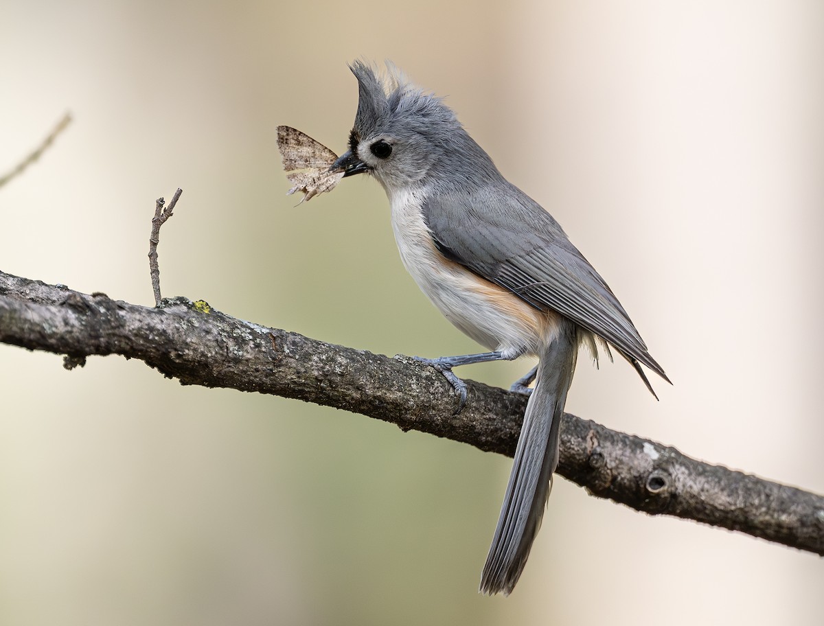 Tufted Titmouse - ML654599150