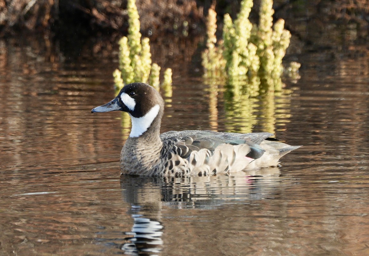 bronsevingeand - ML654599702