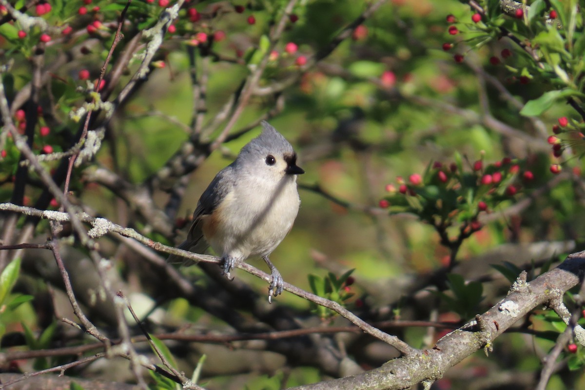 Tufted Titmouse - ML654599839