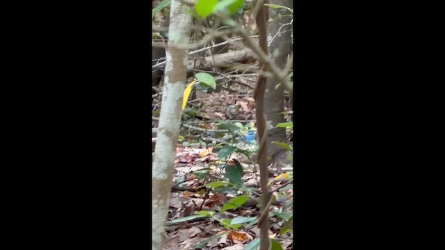 Indigo Bunting - ML654599861