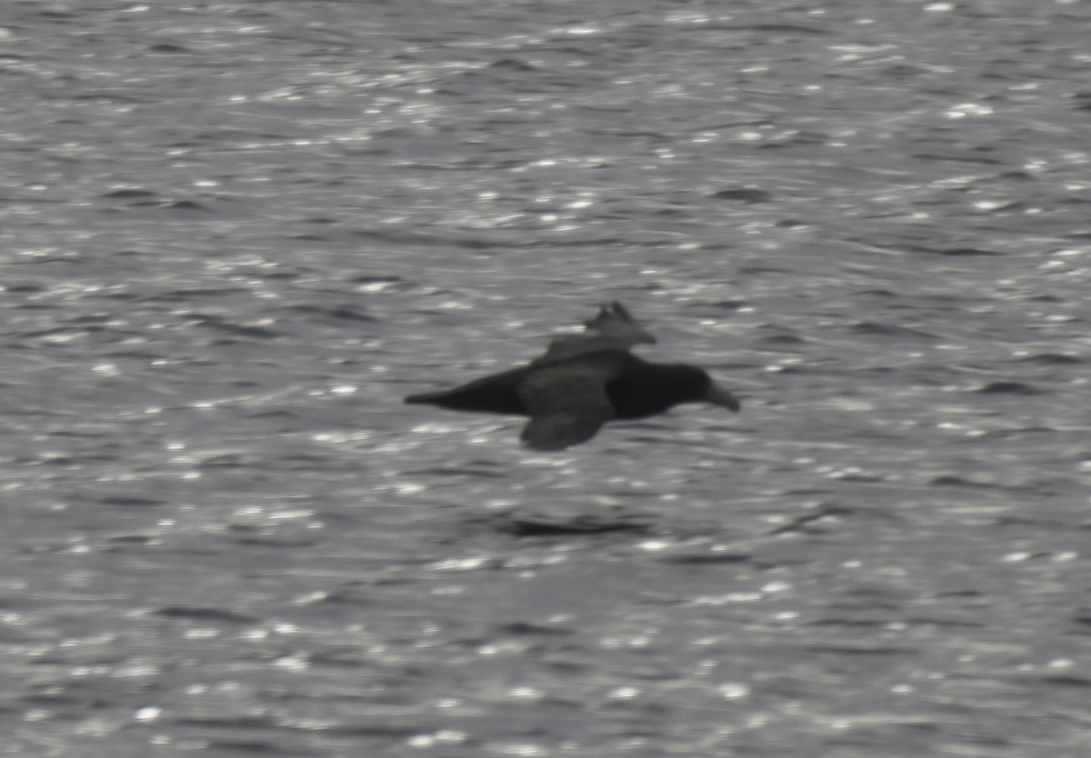 sørkjempepetrell - ML654599896