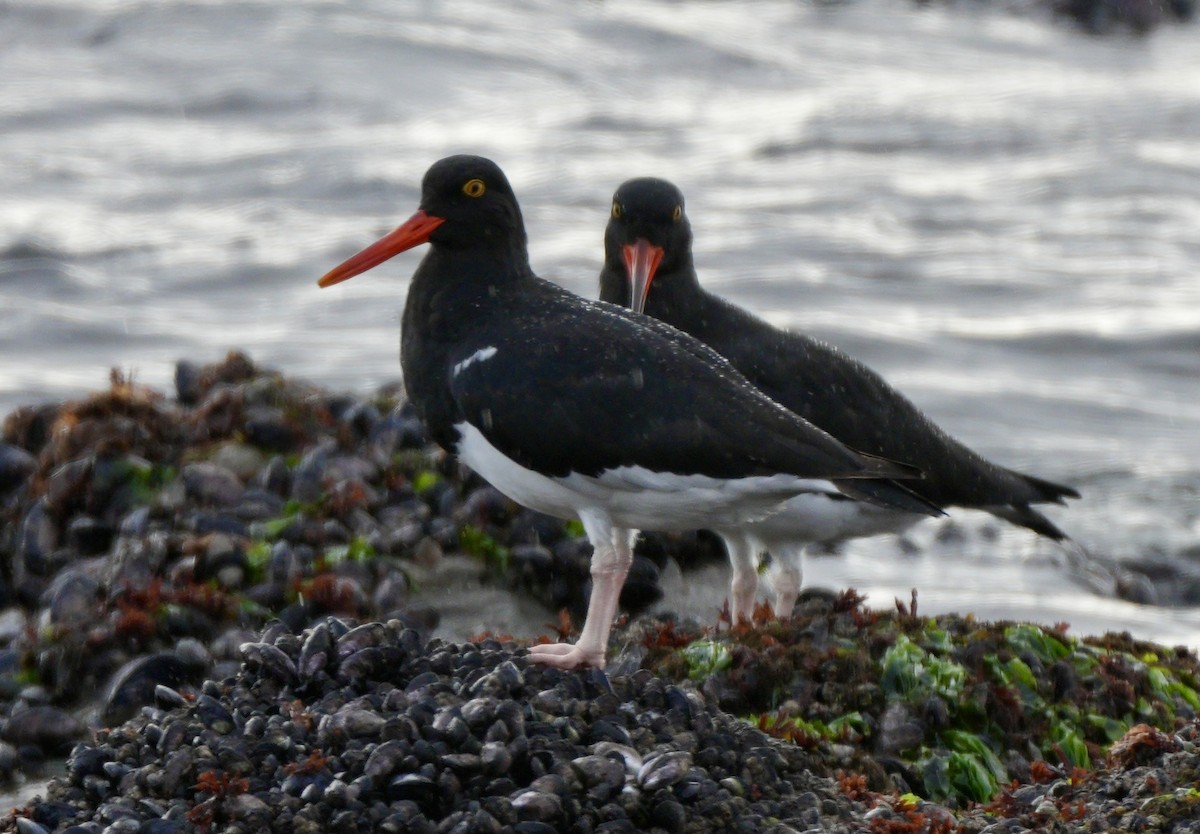 magellantjeld - ML654600025