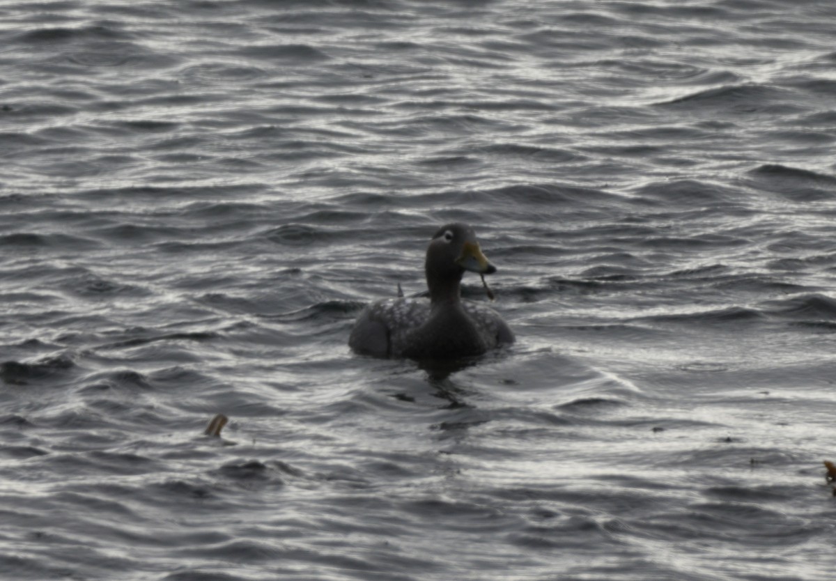 patagoniaskovleand - ML654600094